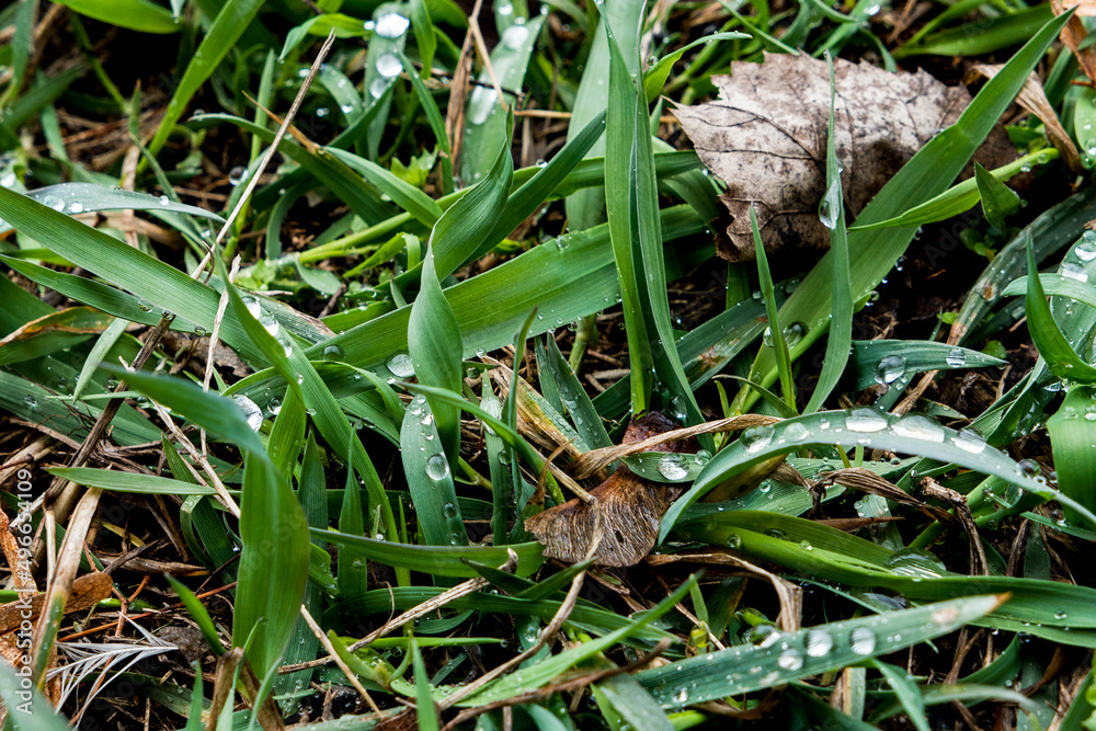 grass on the ground with rainy drops in spring