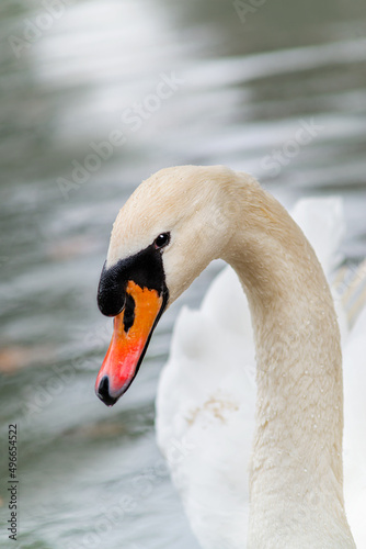 Fototapeta Naklejka Na Ścianę i Meble -  Graceful white swan on the lake close-up shot