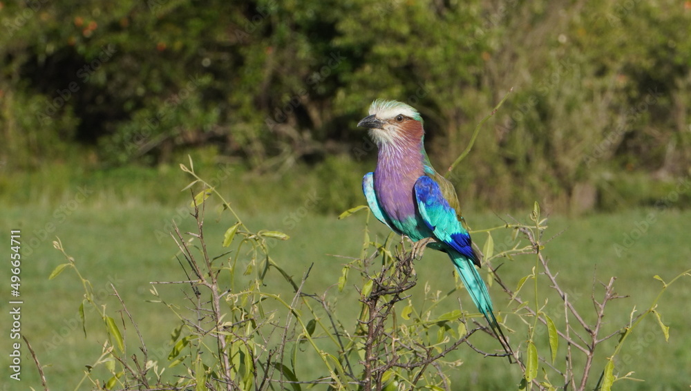 A lilac breasted roller close up