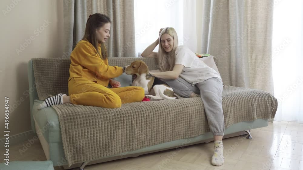 Blonde and Brunette Discussing on the Couch. Petting Beagle Dog Blonde and Brunette Discussing on the Couch. Petting Beagle Dog
