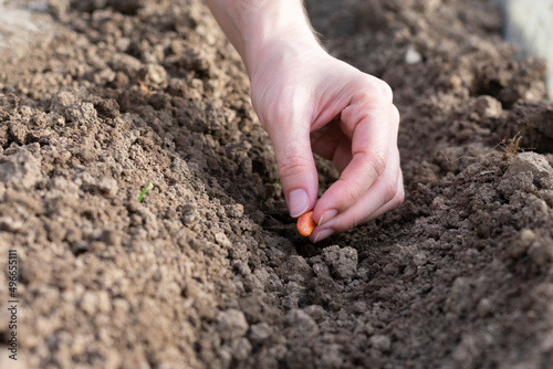 Female fingers are holding one bean seed for planting in the soil in garden bed. Planting and harvesting eco vegetables