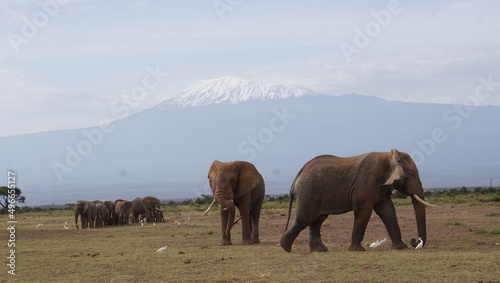 Elephants with mount kilimanajro.