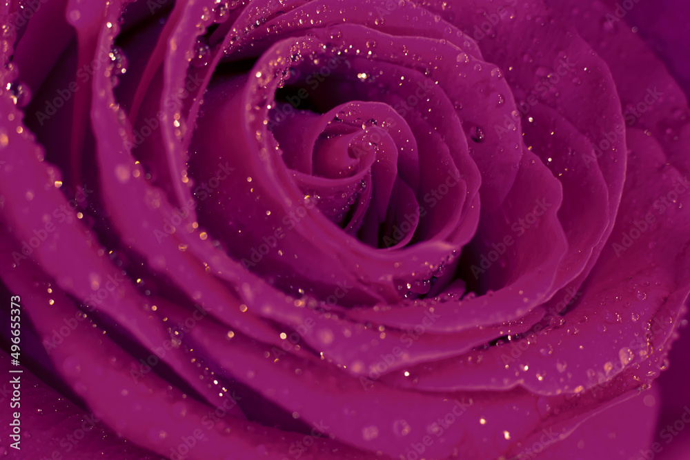 Photo filter vintage tone, wet macro rose flower with many glowing shining little water drops on delicate silken fragile petals.