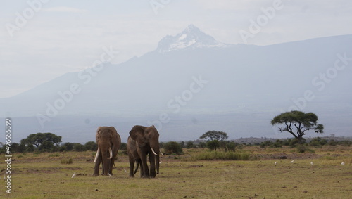 Two bull elephants and the second peak of kilimanjaro in the background. © naturespy
