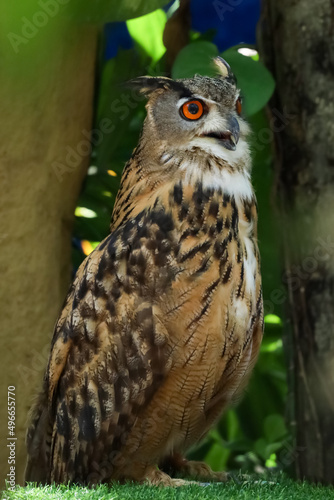 The beautiful owl is standing in the garden