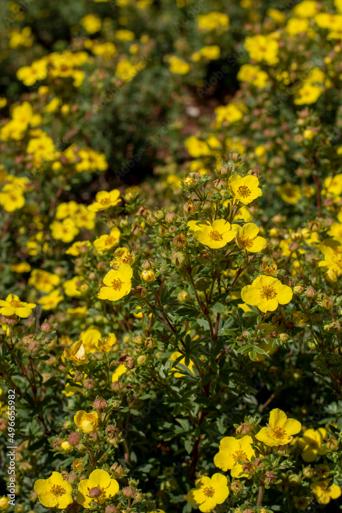 Shrubby cinquefoil yellow flowers in the summer. Blooming Potentilla fruticosa. Shrubby cinquefoil yellow flowers in the summer. Blooming Potentilla fruticosa.