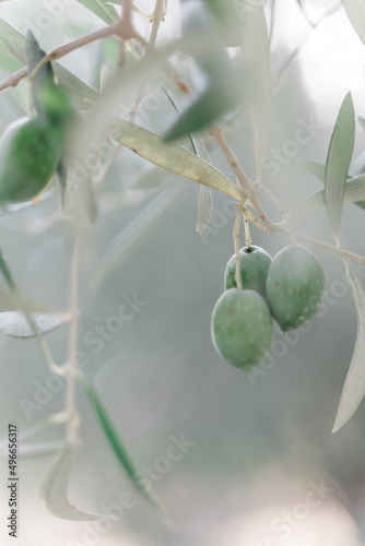Olives on the branch