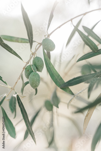 Olives on the branch