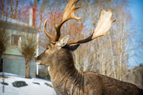 On a bright sunny day in winter  a deer grazes near the house.