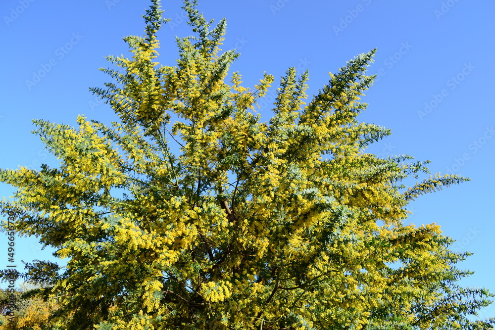 Obraz premium ミモザの花