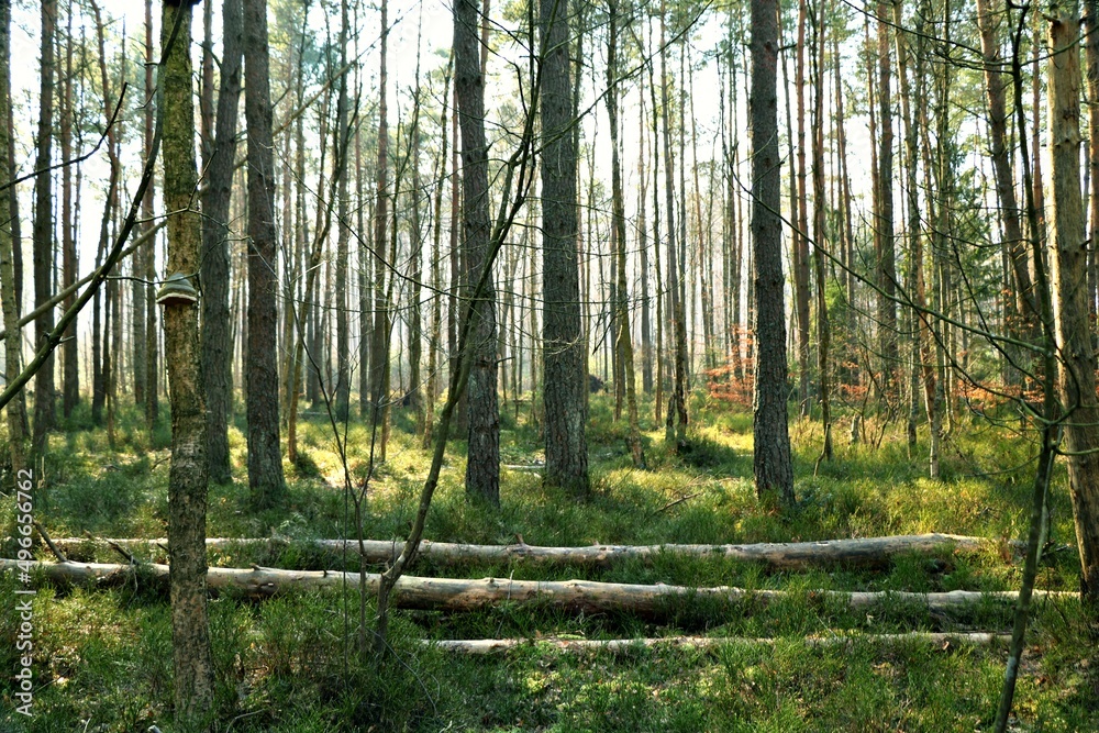 Forest in spring Forest in spring