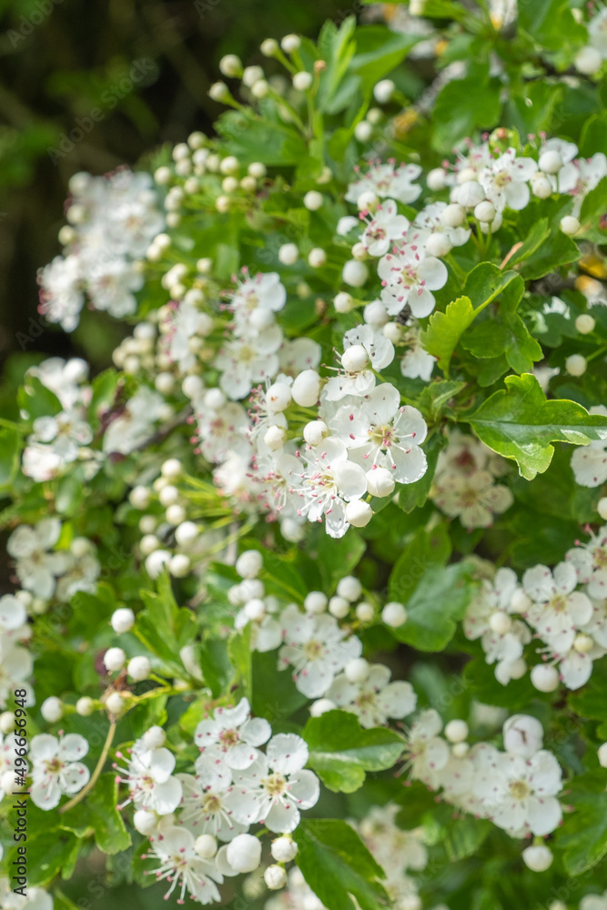 Crataegus monogyna eingriffliger Weissdorn Detail Blüte Crataegus monogyna eingriffliger Weissdorn Detail Blüte
