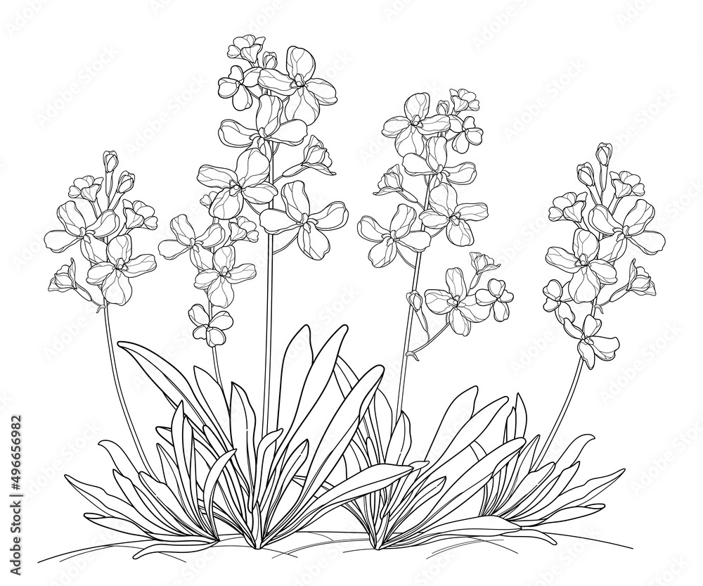 Bunch with outline Matthiola or Brompton stock flower, bud and leaves in black isolated on white background. Bunch with outline Matthiola or Brompton stock flower, bud and leaves in black isolated on white background.