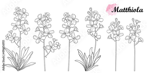 Set with outline Matthiola or Brompton stock flower bunch, bud and leaves in black isolated on white background. photo