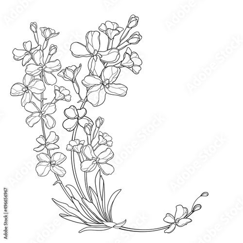 Wallpaper Mural Corner bouquet with outline Matthiola or Brompton stock flower, bud and leaves in black isolated on white background. Torontodigital.ca
