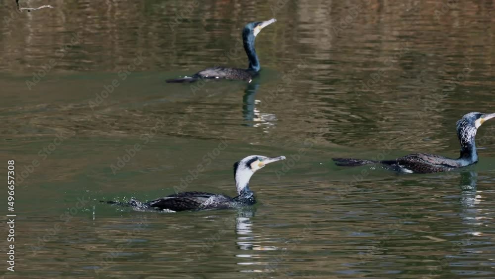 The great cormorant, Phalacrocorax carbo known as the great black cormorant across the Northern Hemisphere, the black cormorant in Australia and the black shag further south in New Zealand The great cormorant, Phalacrocorax carbo known as the great black cormorant across the Northern Hemisphere, the black cormorant in Australia and the black shag further south in New Zealand