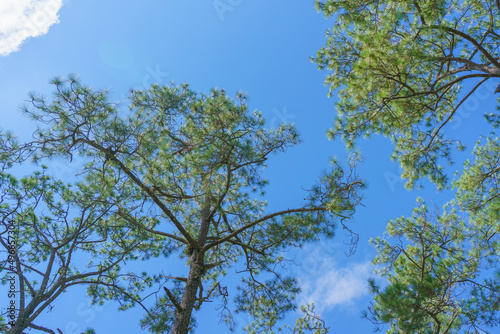 Bottom view of trunks trees in a pine forest