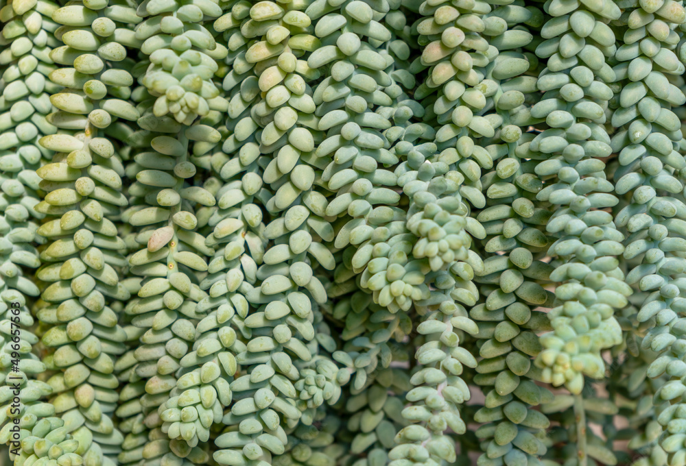 Closeup shot of a sunny illuminated succulent plant Closeup shot of a sunny illuminated succulent plant