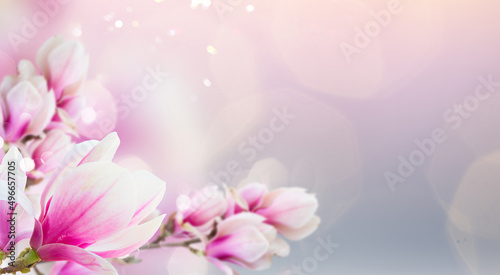 Blossoming pink magnolia tree Flowers