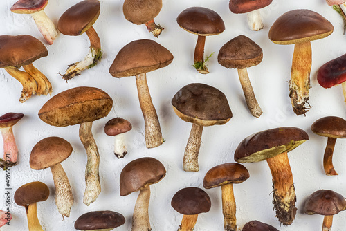 A set of different edible mushrooms. Mushroom background. Food. White mushroom, flywheel, boletus, russula. Top view pattern.