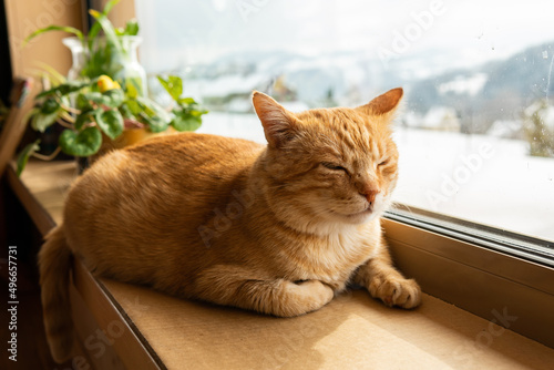 Cute red-haired sleepy cat is laying and having rest in a house 