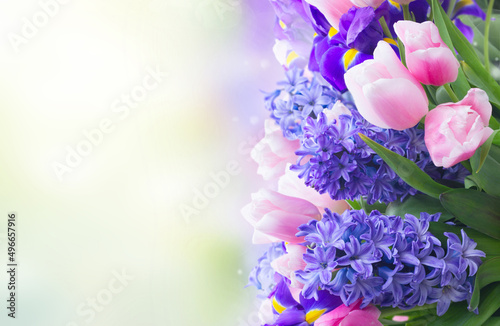 hyacinths and tulips #496657916