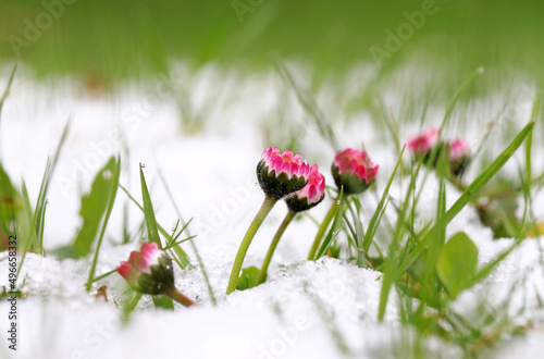 Schneefall im Frühling. Glänseblümchen in der Wiese unter kaltem Schnee
 photo