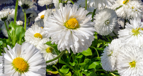 White daisy flowers photo