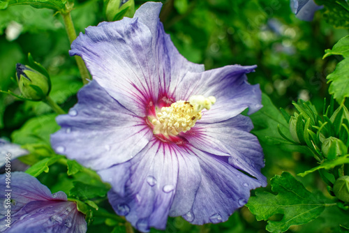 Im Garten