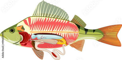 Internal anatomy of fish. Educational material with structure of perch (Perca fluviatilis) for biology lesson photo