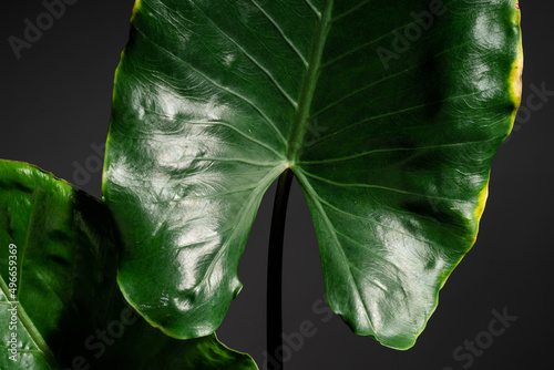 Alocasia Macrorrhiza Black Stem leaf close up on isolated black background photo