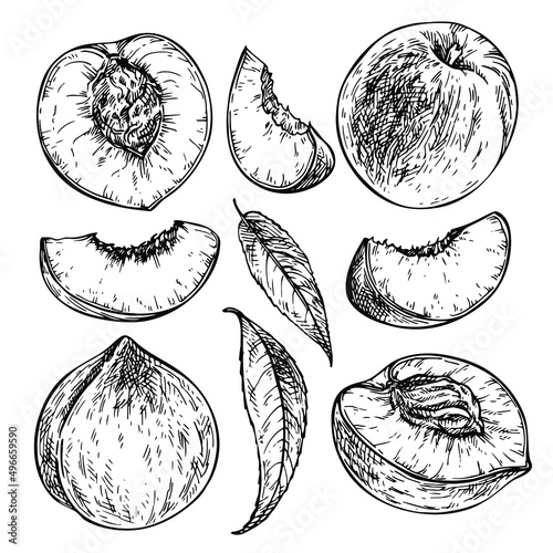 Sketch set of peach. Hand drawn peach slice, nectarine piece and leaf. Ink engraved illustration