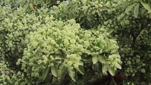 Flower buds of Alstonia scholaris, commonly called blackboard tree or Saptaparni or devil's tree photo