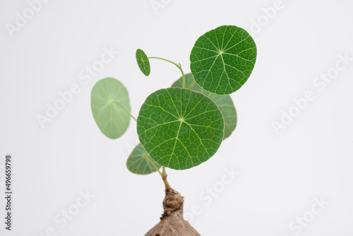Stephania Erecta leaf close up with isolated white background.  Caudex, Potato, Climbing vines. photo