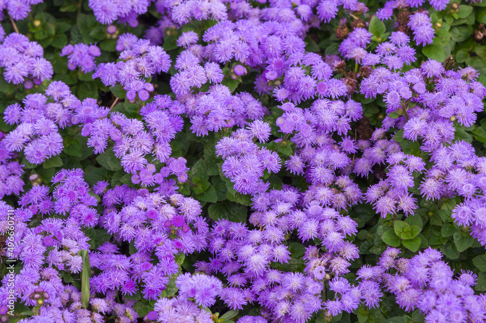 Beautiful bright purple flowers of blooming Ageratum growing in the garden Beautiful bright purple flowers of blooming Ageratum growing in the garden