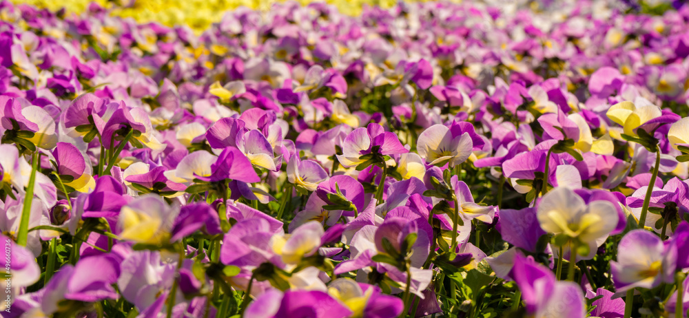 Horned pansy flowers Horned pansy flowers