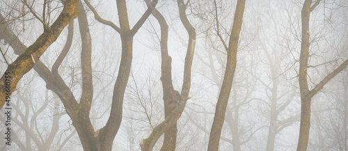Dekoracja na wymiar  mighty-deciduous-beech-trees-in-a-thick-fog-dark-tree-silhouettes-public-city-park-forest-spring-landscape-nature-ecotourism-ecology-environmental-conservation-landscaping