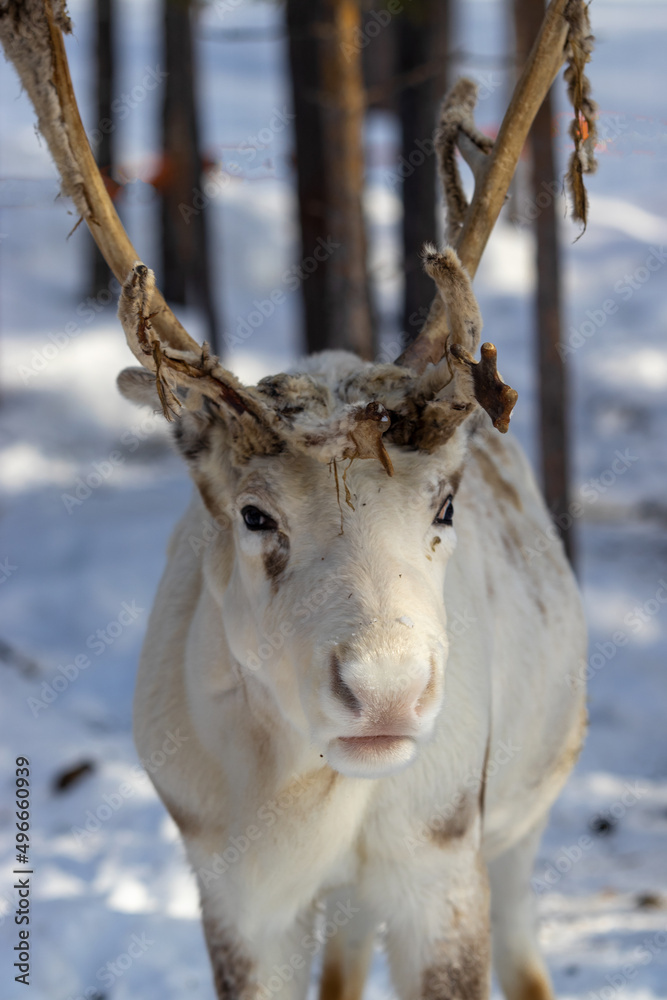 Holiday Finland Lapland sled snow reindeer antlers Holiday Finland Lapland sled snow reindeer antlers