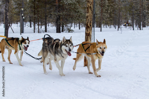 Husky siberian dog sled race winter holiday Finland lapland 