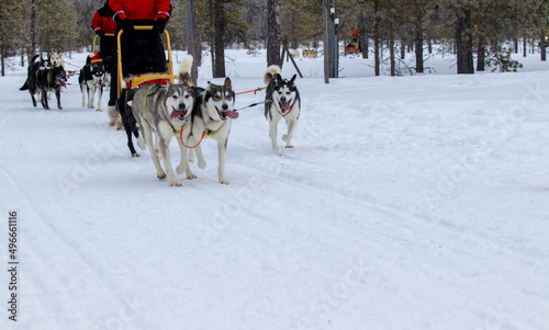 Husky siberian dog  sled race winter holiday Finland lapland  © henktennapel