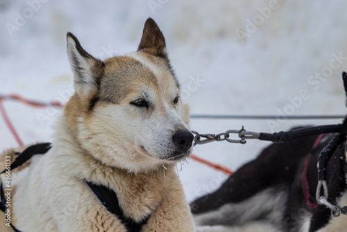 Husky siberian dog  sled race winter holiday Finland lapland 