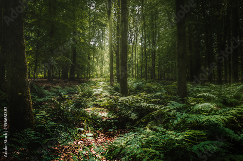 morning in the woods