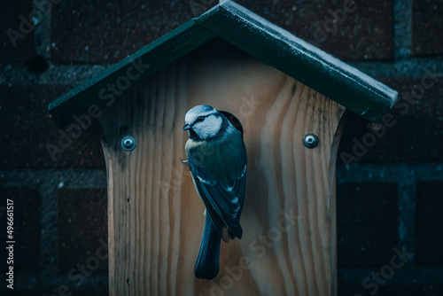 blue bird house