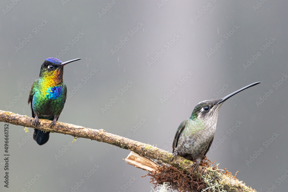 Obraz premium blue tailed bee eater