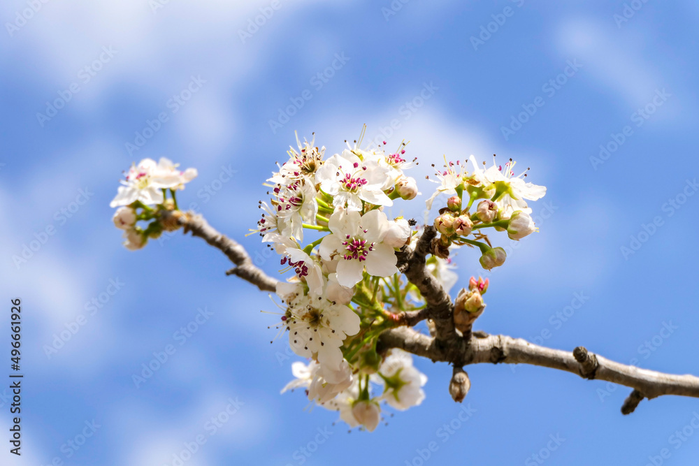 Close-up view of flowering pear branches with white flowers on a blurred background. selective focus Close-up view of flowering pear branches with white flowers on a blurred background. selective focus