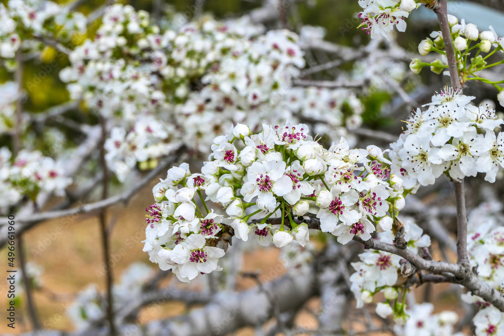 Close-up view of flowering pear branches with white flowers on a blurred background. selective focus Close-up view of flowering pear branches with white flowers on a blurred background. selective focus