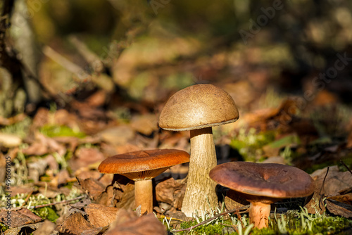 Boletus grow. Edible mushroom background. Forest in autumn. Nature fall. Collect mushrooms. Brown Mushroom in fall.