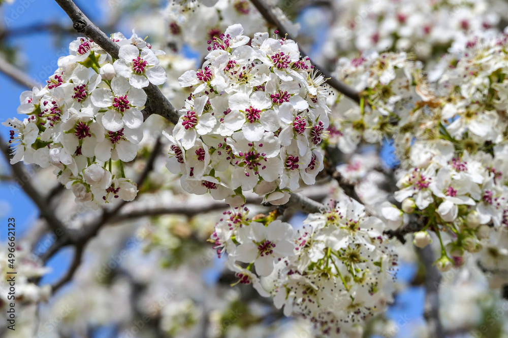 Close-up view of flowering pear branches with white flowers on a blurred background. selective focus Close-up view of flowering pear branches with white flowers on a blurred background. selective focus