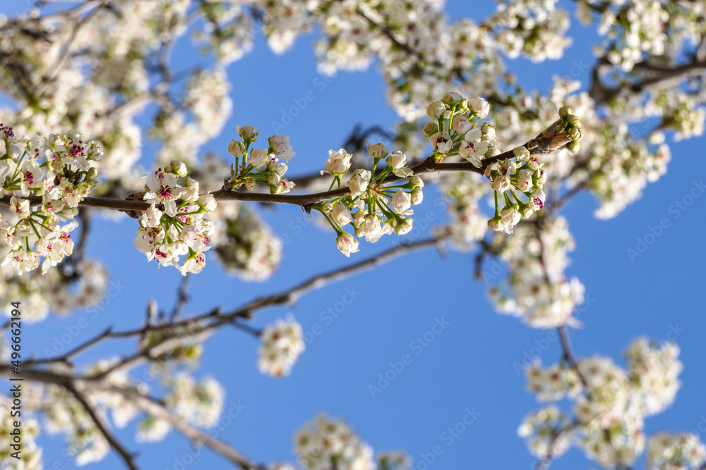Close-up view of flowering pear branches with white flowers on a blurred background. selective focus Close-up view of flowering pear branches with white flowers on a blurred background. selective focus