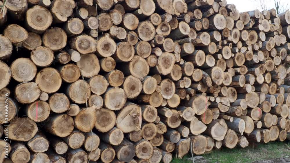 Pile of logs, timber harvesting, forest woodworking industry. logging in the forest. Pile of logs, timber harvesting, forest woodworking industry. logging in the forest.
